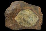 Paleocene Fossil Leaf (Averrhoites) - North Dakota #95522-1